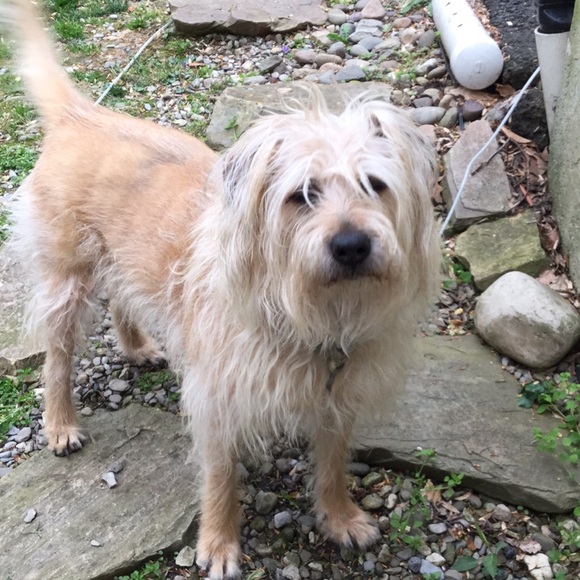 Meet your Posher, Ivy - Picture 3 of 3